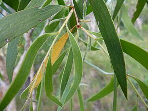 Melaleuca acacioides 02