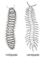 Millipede centipede side-by-side