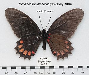 MimoidesIlusBranchusUpUnAC1.jpg