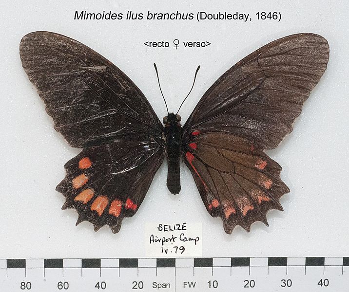 MimoidesIlusBranchusUpUnAC1