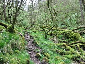 Monk's Dale Nature Reserve - geograph.org.uk - 1271210.jpg