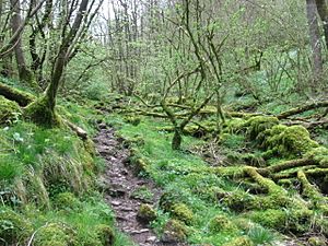 Monk's Dale Nature Reserve - geograph.org.uk - 1271210