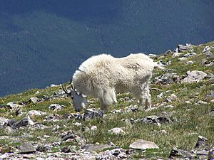 Mountain goat Quandary Peak