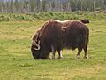 Musk Ox Grazing (9317643546)