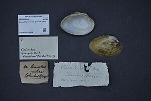 Naturalis Biodiversity Center - ZMA.MOLL.418098 - Lampsilis binominata Simpson, 1900 - Unionidae - Mollusc shell