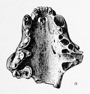 A pen-and-ink drawing of the upper portion of the mouth (inside view) of a sea mink. The left side of the drawing (i.e., the right side of the mouth) has teeth drawn in, whereas the right side of the drawing (i.e., the left side of its mouth) has teeth sockets drawn in. The front teeth in between the canines are all drawn in