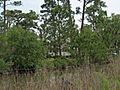 Nicholson House Oyster Bay May 2013 1
