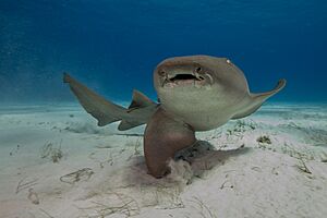 Nurse shark turning