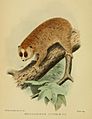 Nycticebus pygmaeus 1907