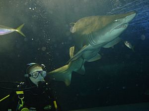 Oceanworld Manly Shark Dive Extreme