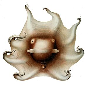 Opisthoteuthis extensa2