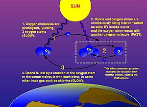 Ozone cycle