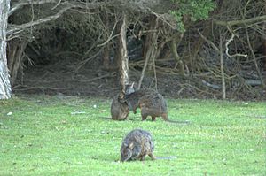 Pademelons de tasmanie