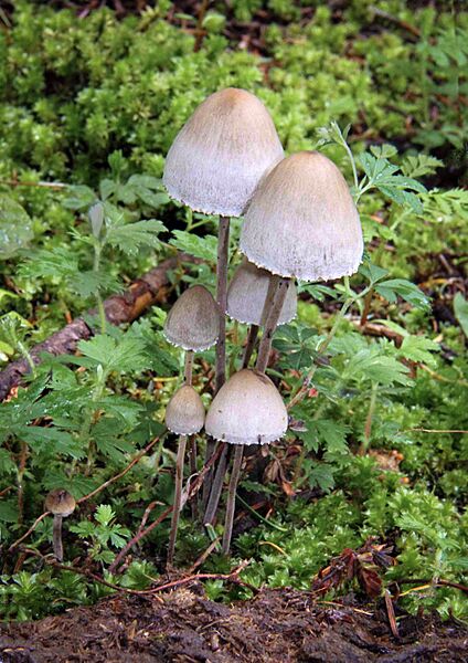 Panaeolus papilionaceus (Bull.) Quél 183735