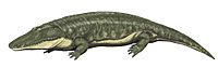 Parotosuchus orenb12DB