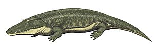 Parotosuchus orenb12DB