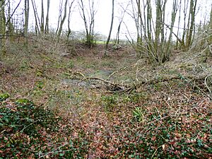 Parsonage Wood 2