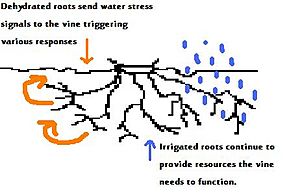 Partial rootzone drying irrigation