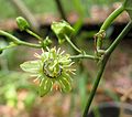 Passiflora suberosa flower
