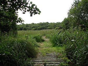 Path through the Bure Marshes National Nature Reserve - geograph.org.uk - 549242