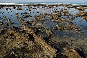 Petrified tree in Curio Bay