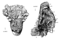 Pinacosaurus AMNH 6523 skull line