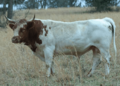 Pineywoods Bull image available- www.pcrba.org