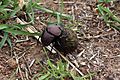 Plum dung beetle (Anachalcos convexus) 1 of 4