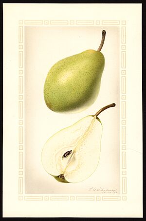Pomological Watercolor POM00007021