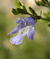 Prostanthera parvifolia