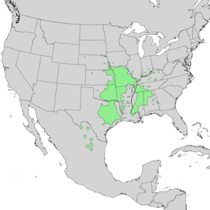 Prunus mexicana range map 1.png