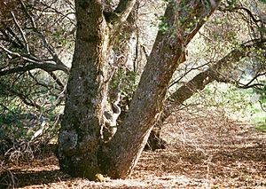 Quercus wislizeni trunks.jpg
