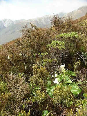R lyallii in situ