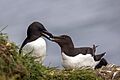 Razorbill (Alca torda) pair
