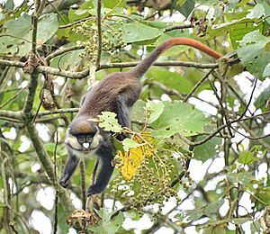 Red-Tailed Monkey, Uganda (15587657375)