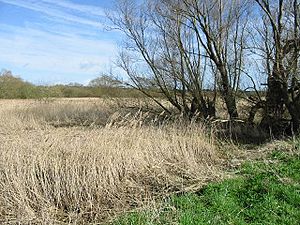 Reeds on Westbere Marshes - geograph.org.uk - 371256.jpg