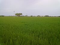 Regunathapuram farm