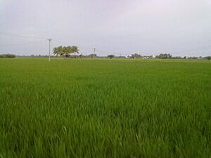 Regunathapuram farm