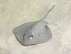 SStringray.jpg