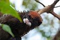 Saguinus mystax pileatus 205524045