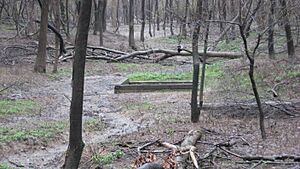 Saline Springs site