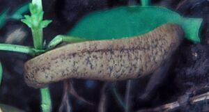 Sarasinula plebeia