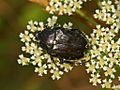 Scarabaeidae - Oxythyrea funesta