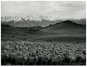 Sheep Mustering at Bendigo Station, Otago (1965) (18028005390)