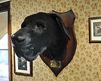 Sherlock Holmes Museum The Hound of the Baskervilles