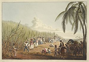 Slaves cutting the sugar cane - Ten Views in the Island of Antigua (1823), plate IV - BL