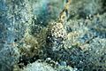 Slimy sculpin