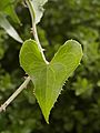 Smilax aspera (leaf)