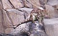 Spotted-tail-Quoll Queens-Park-IpswichI