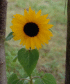 Sunflower as gif websafe